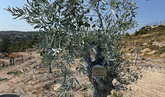 Milas’ta bilimsel yöntemlerle taşınan zeytin ağaçları, bir yıl dolmadan yeniden meyve vermeye başladı