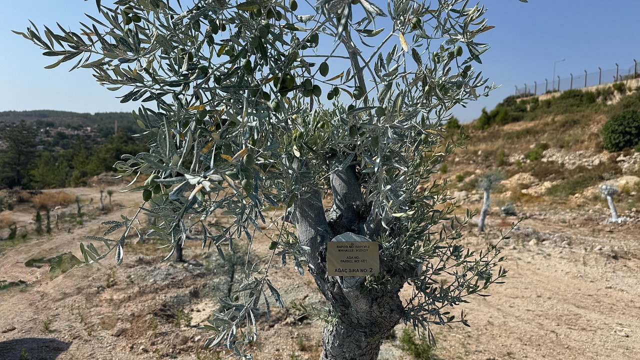 Milas’ta bilimsel yöntemlerle taşınan zeytin ağaçları, bir yıl dolmadan yeniden meyve vermeye başladı
